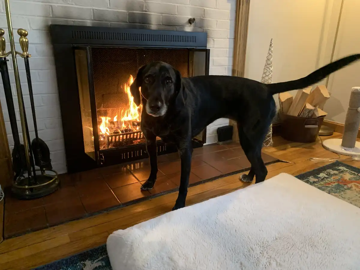 A black dog stands in front of a lit fireplace with a sad, pleading expression, its tail held high. The text overlaid on the…