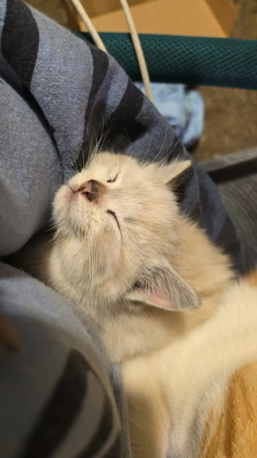 A fluffy, light-colored kitten is sleeping peacefully with its eyes closed and head tilted back, nestled against a blue and…