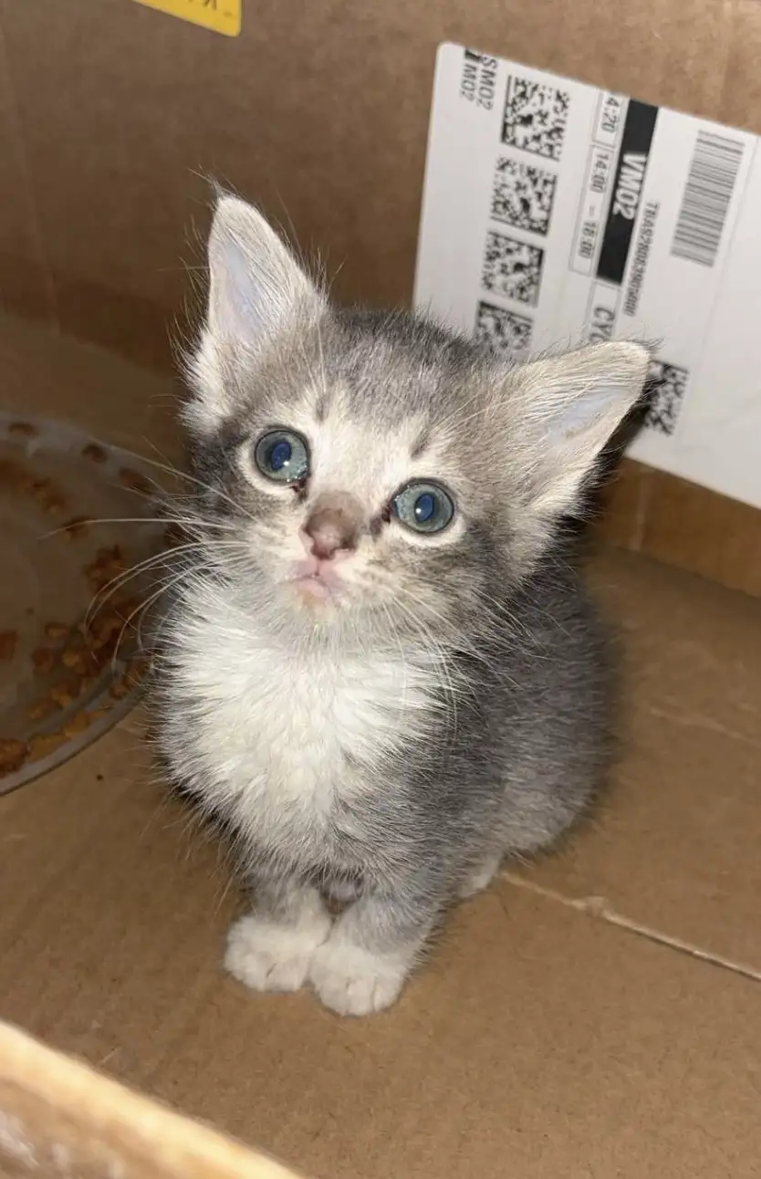 A small gray and white kitten with large blue eyes sits inside a cardboard box, looking directly at the camera. Behind it is…