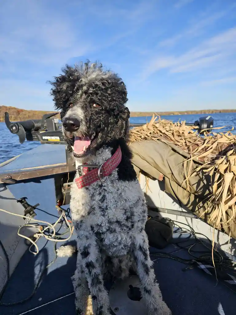 A black and white curly-haired dog with a red collar sits happily on a boat, mouth open and tongue out, looking at the…