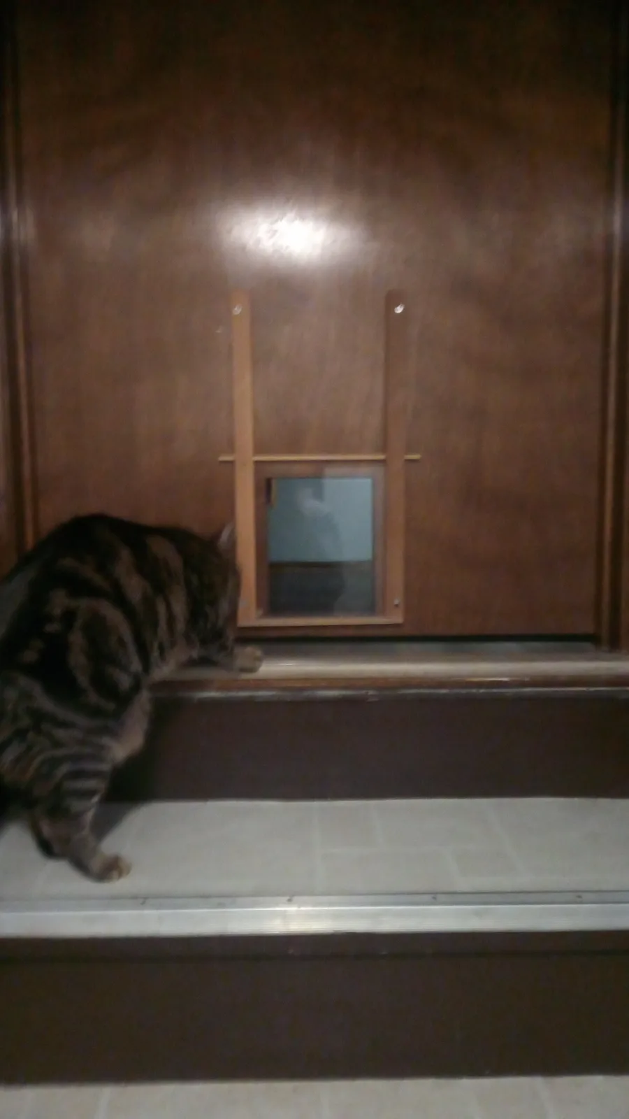 A tabby cat is positioned at the bottom of a wooden door, intently staring through a small, rectangular pet door installed…
