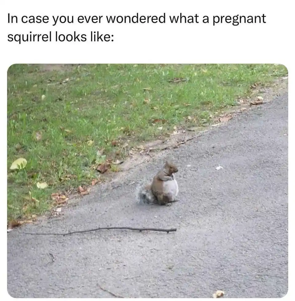 A gray squirrel sits on a paved path next to grass, appearing noticeably round and swollen in its belly, as if pregnant. The…