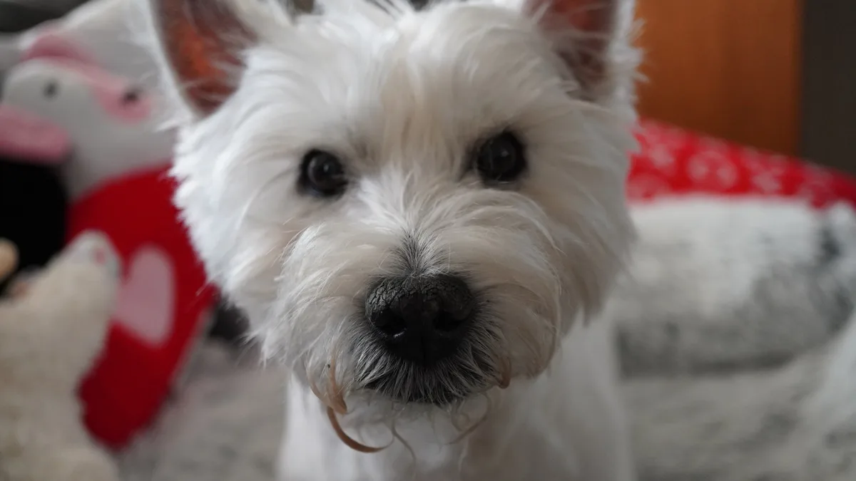 A close-up photo of a white West Highland Terrier looking directly at the camera with a serious, slightly confused…