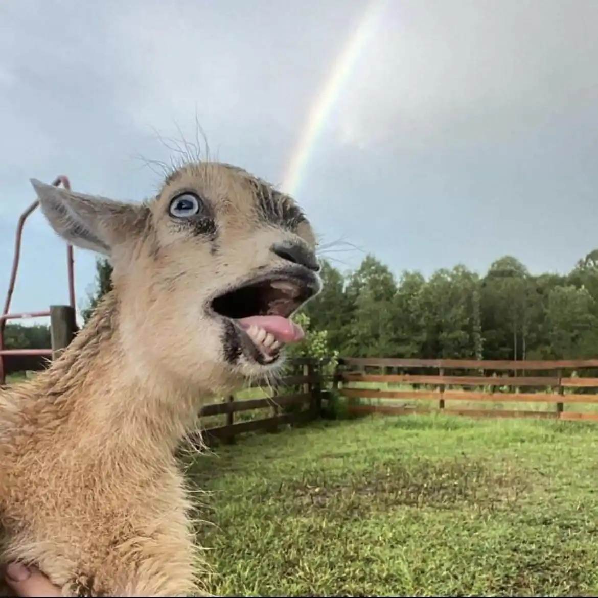 A close-up photo of a young goat with wide, expressive blue eyes and its mouth open, tongue out, looking directly at the…