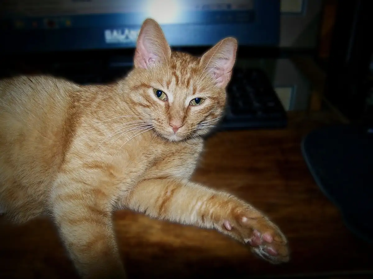 An orange tabby cat lies on a wooden desk with one paw extended, looking directly at the camera with a serious expression…