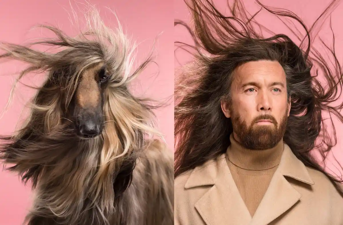 The image is split vertically, showing an Afghan hound on the left with long, flowing, wind-blown fur against a pink…