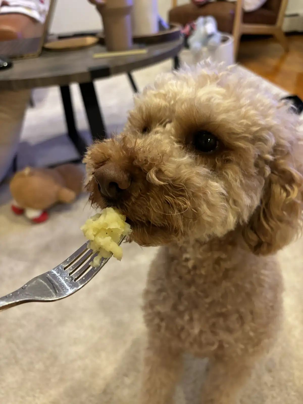 A close-up photo shows a fluffy, light brown poodle with large dark eyes looking directly at the camera while holding a fork…
