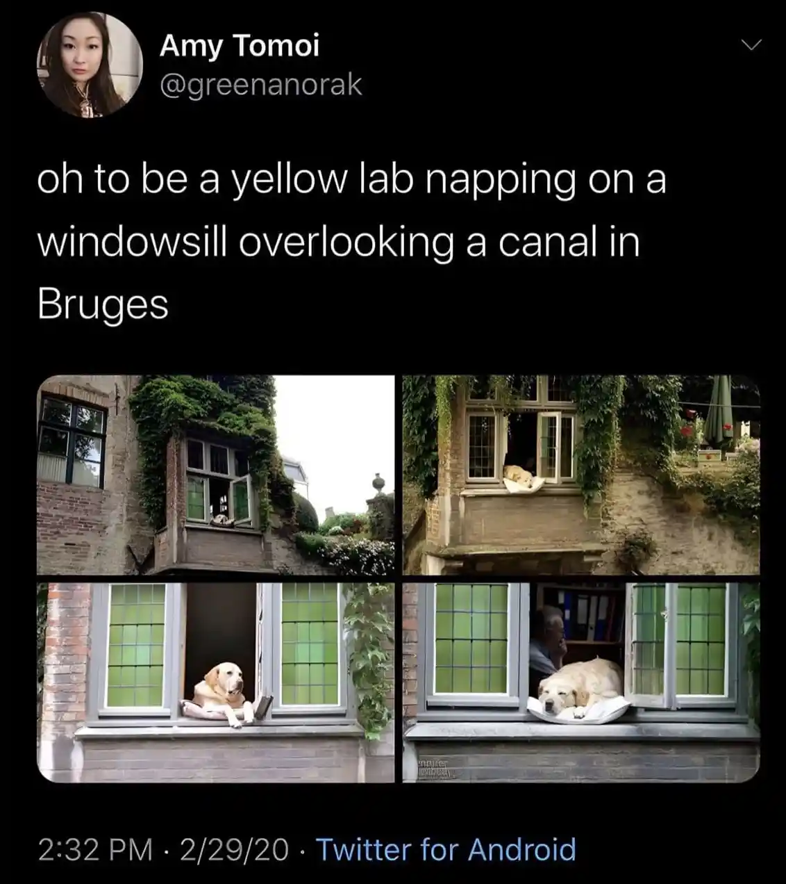 A four-panel image collage shows a yellow Labrador Retriever sleeping peacefully on a windowsill in a historic building. The…