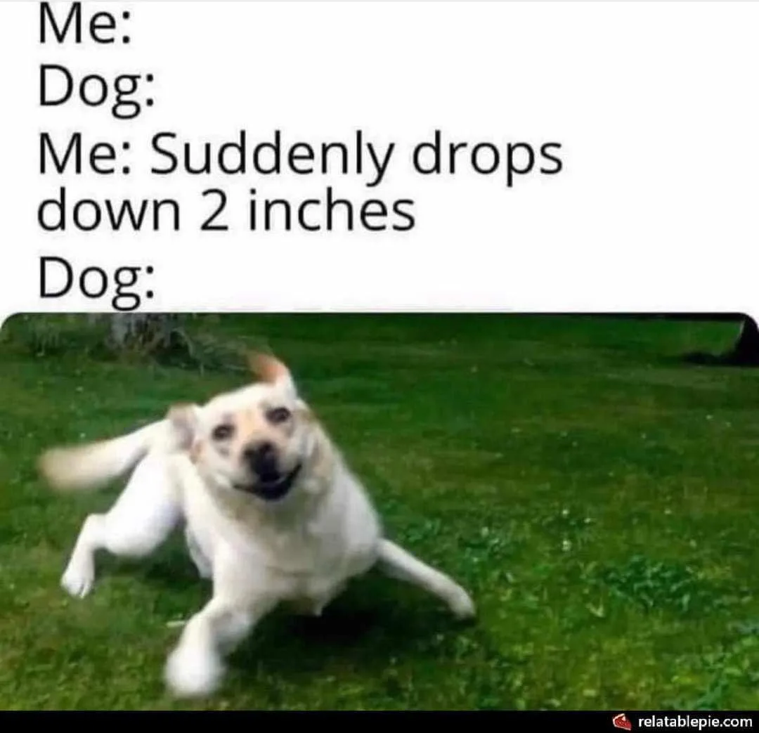 A light-colored dog is captured mid-motion on a grassy lawn, appearing to be falling or sliding forward with its legs…