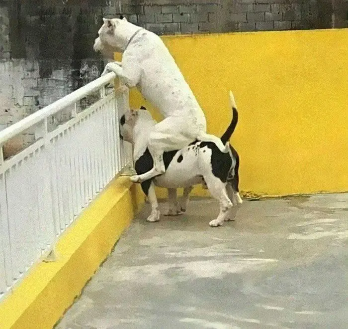 A white dog is standing on its hind legs atop a black-and-white dog, both positioned near a white railing against a yellow…