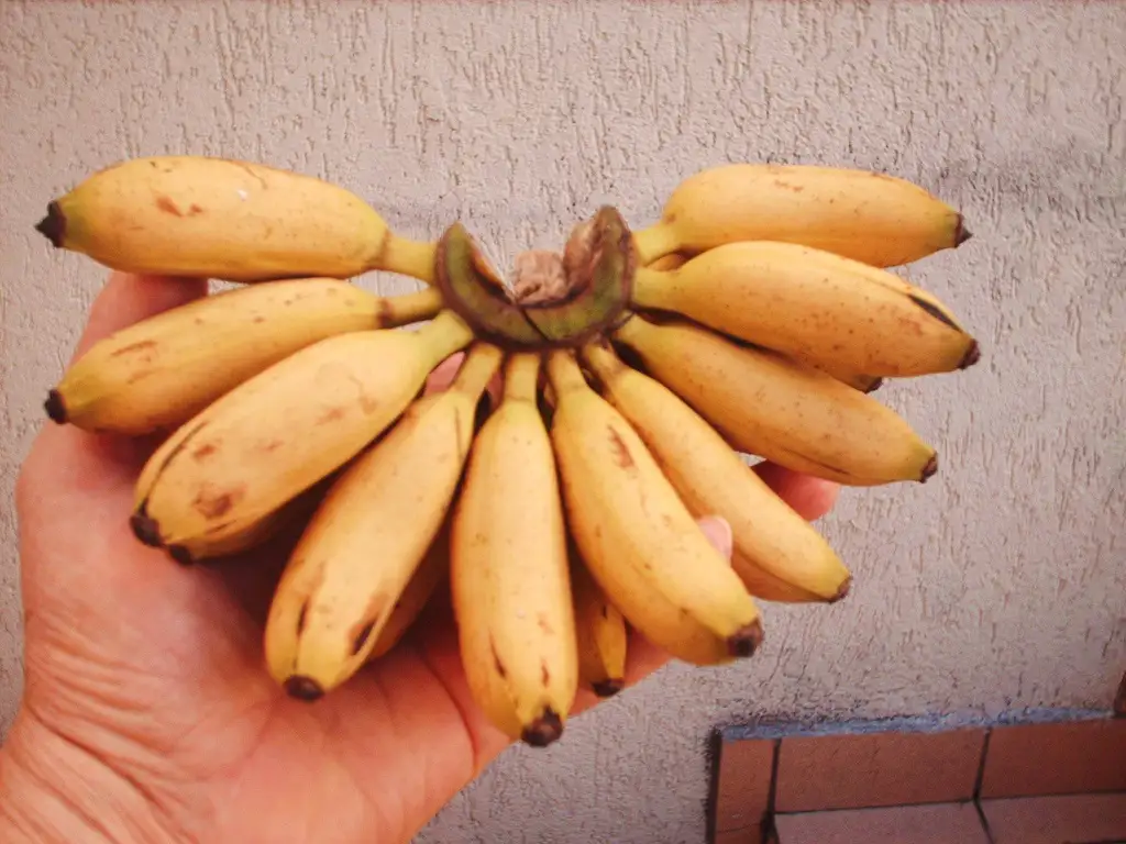 A hand holds a small bunch of ripe yellow bananas with brown spots, showing their clustered stems against a textured wall…
