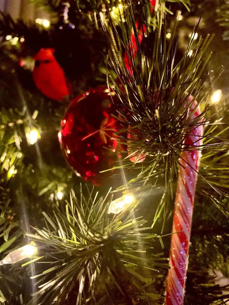 A close-up photo of a decorated christmas tree with green needles, a red ornament, a candy cane, and a red cardinal ornament…