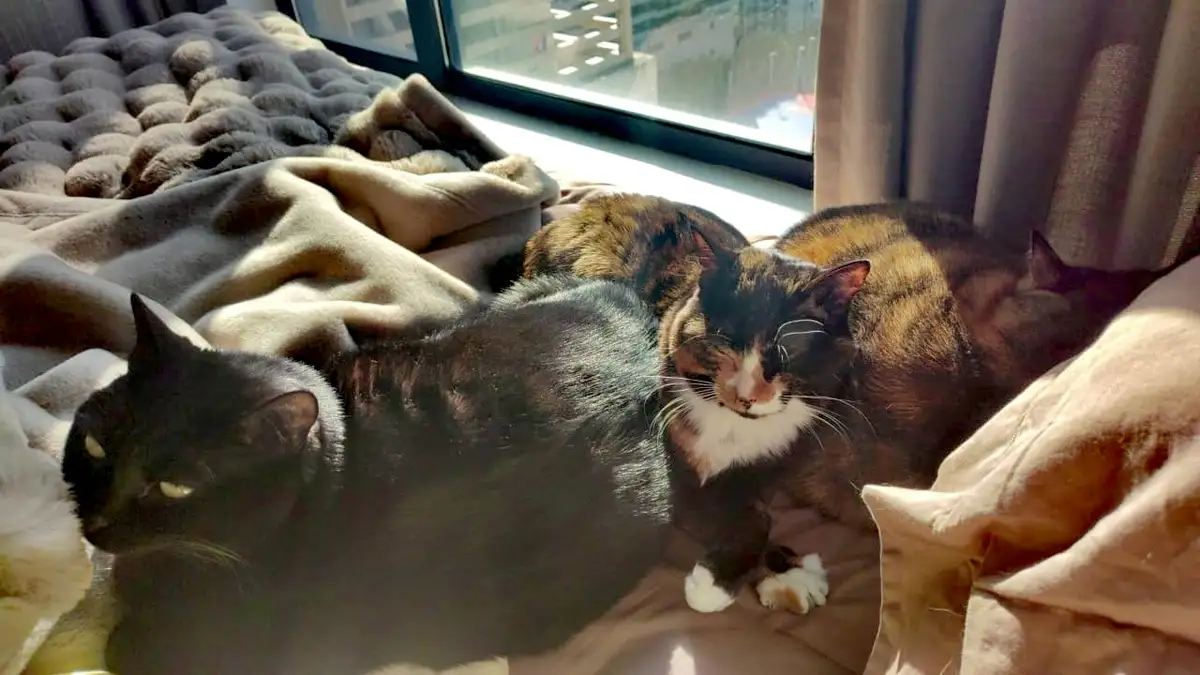A black cat with glowing eyes sits alertly on a bed next to a calico cat sleeping peacefully in a sunbeam near a window. The…