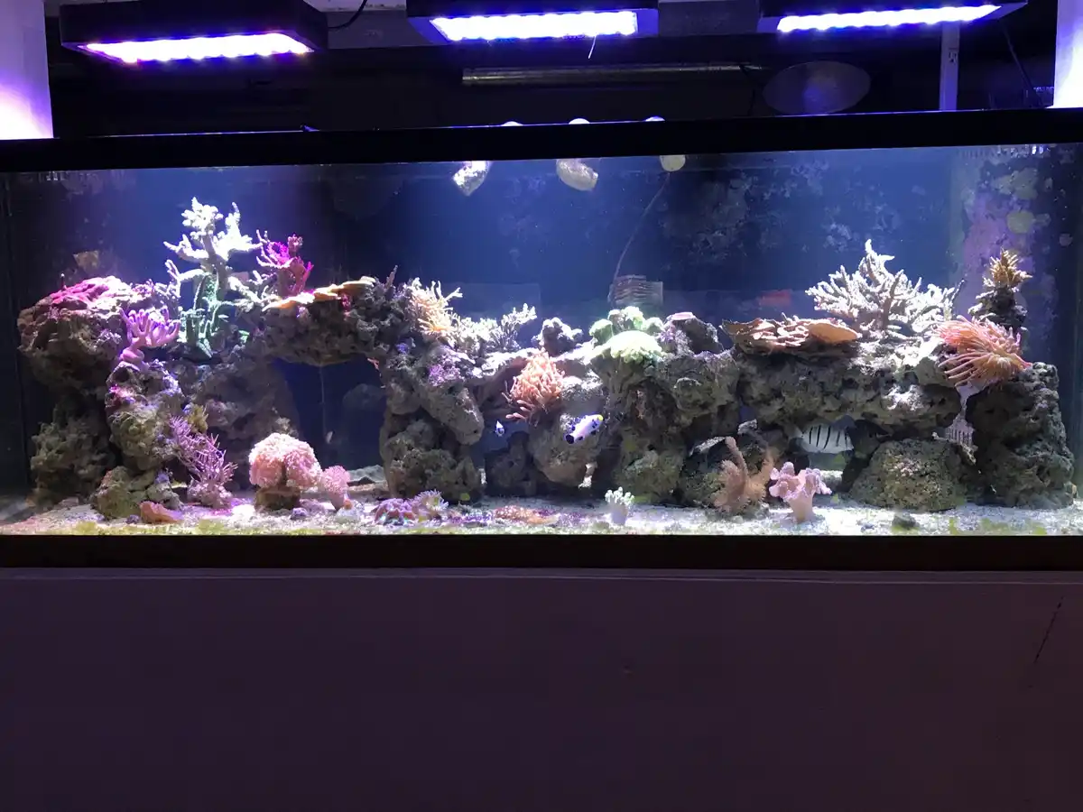 A large, well-lit aquarium filled with colorful coral, rocks, and a few small fish, with the text 'i have a reef tank'…