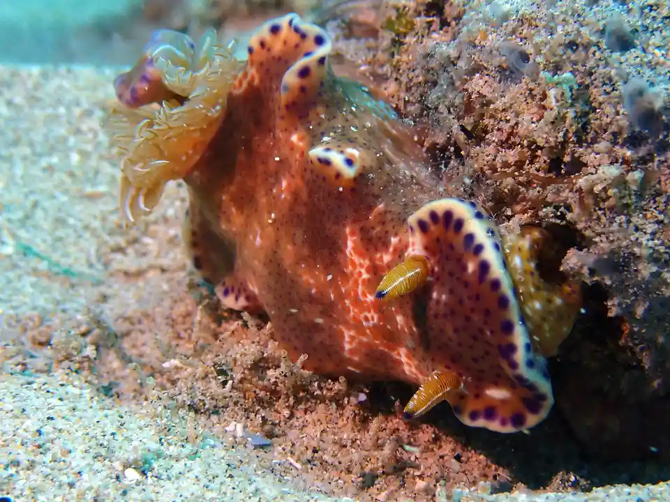 A vibrant orange sea slug with purple spots and yellow-tipped appendages rests on a sandy ocean floor near coral. The image…