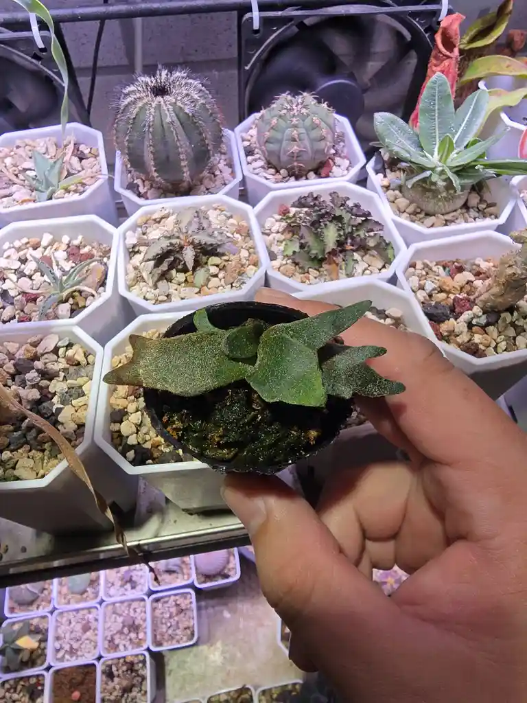 A hand holds a small black pot containing a plant with green, star-shaped leaves, some of which appear brown and withered…