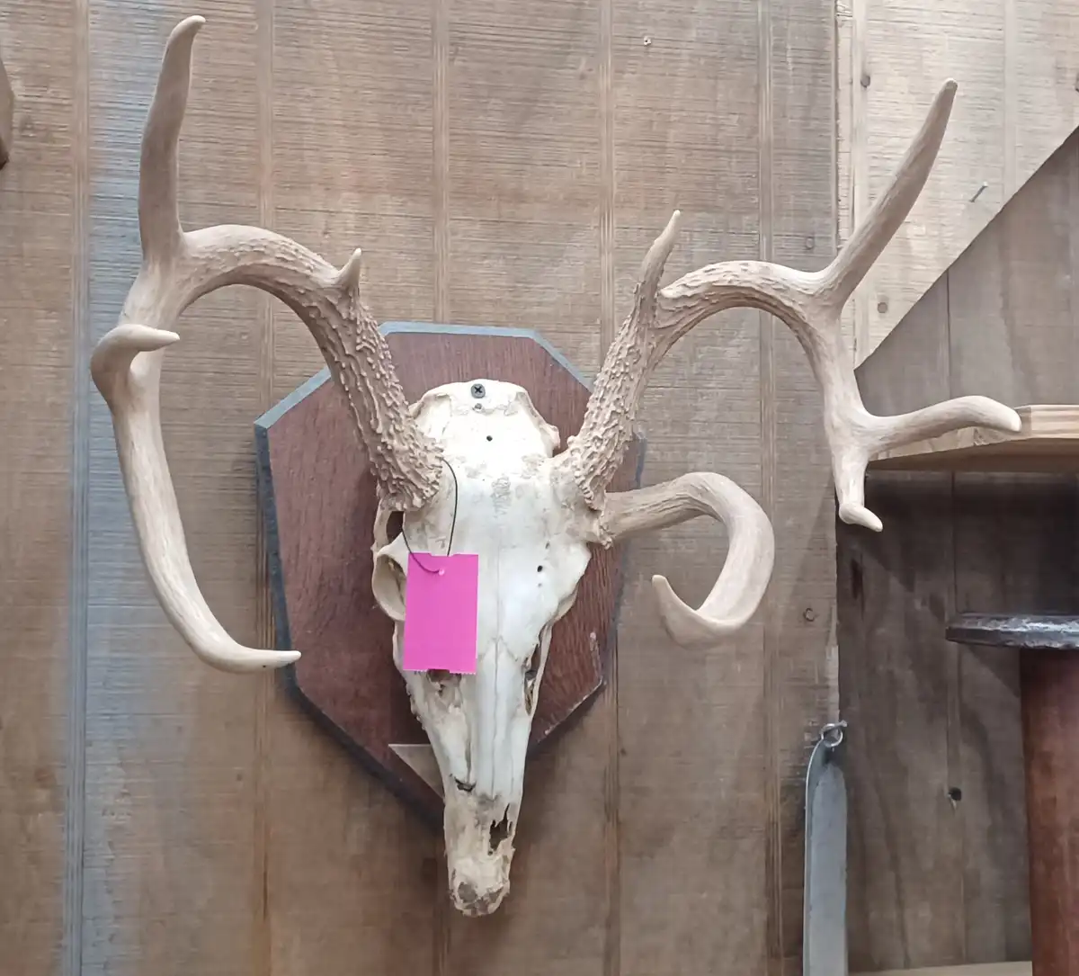 A mounted deer skull with large, symmetrical antlers is displayed on a wooden wall plaque. A bright pink tag is attached to…