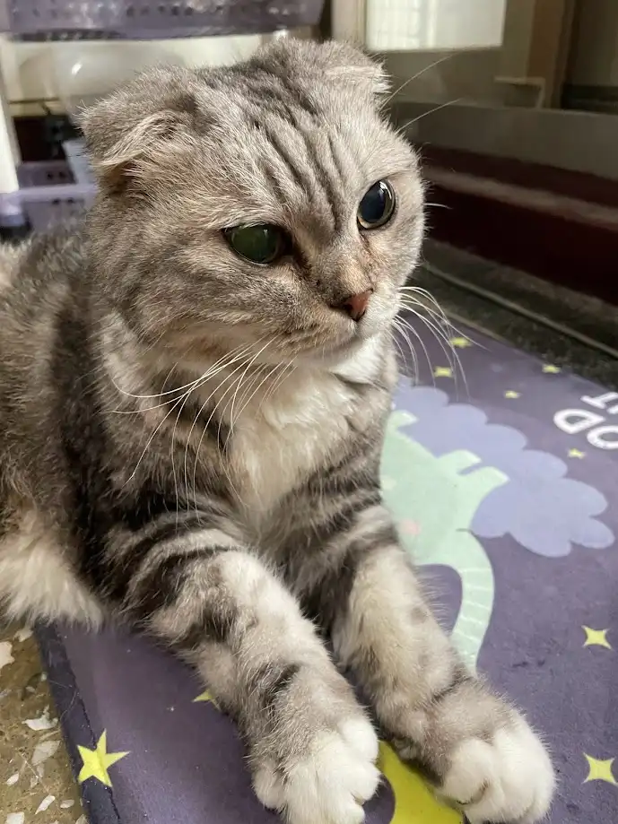 A gray tabby cat with folded ears and green eyes sits on a purple mat with stars and a dinosaur, looking off to the side…