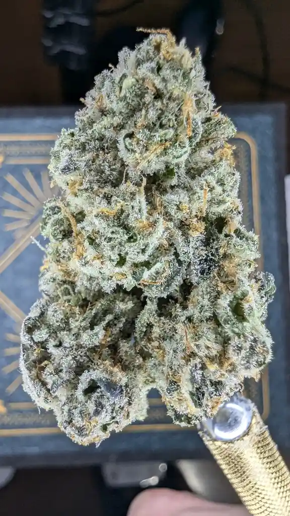 A close-up photo shows a hand holding a large, dense cannabis bud covered in frosty white trichomes and orange pistils, set…