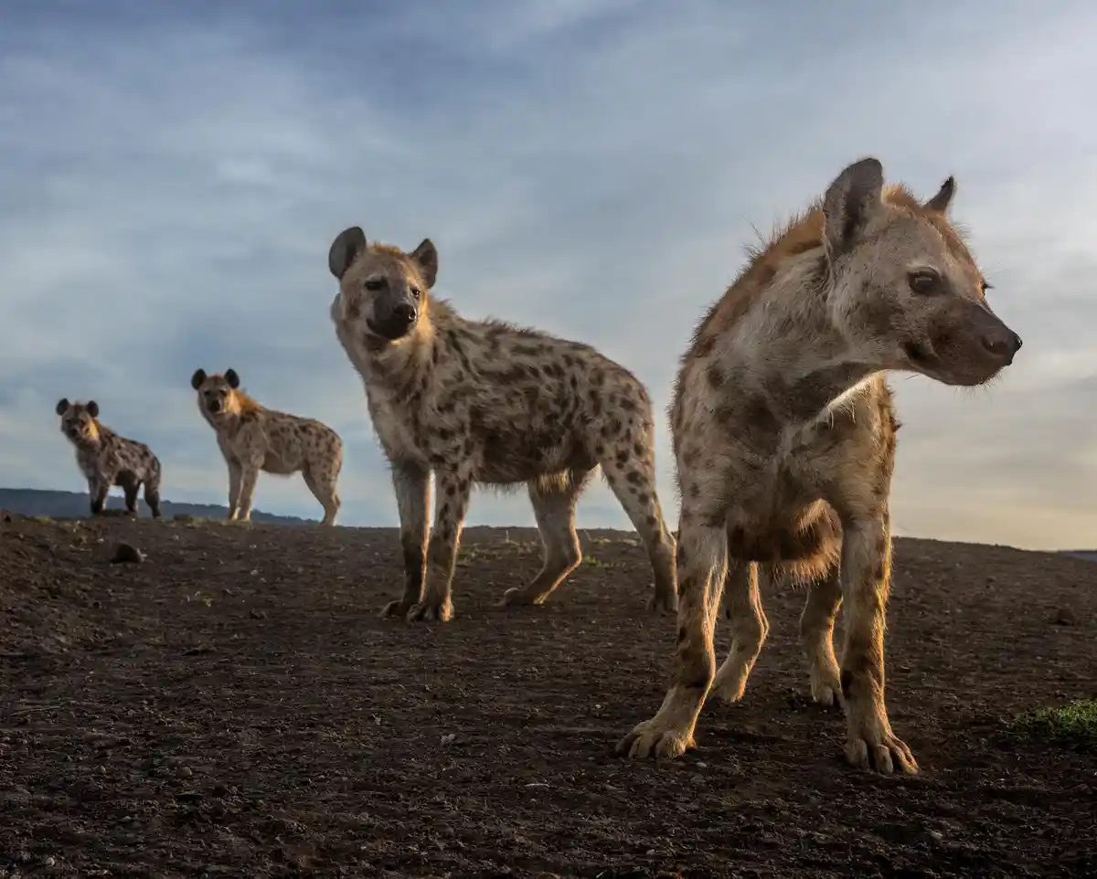 Four hyenas stand on a dirt hill under a cloudy sky, with the closest one looking sideways. The overlaid text reads 'i'm not…