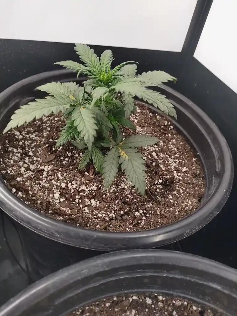 A small cannabis plant with serrated green leaves grows in a black plastic pot filled with soil and white perlite. The plant…