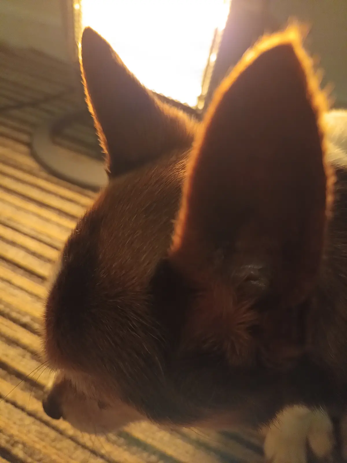 A close-up photo shows the back of a dog's head, with its large, pointed ears prominently featured. The dog is silhouetted…