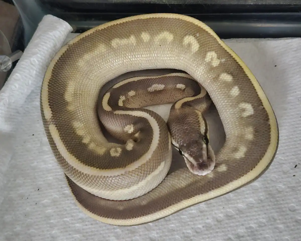 A large, coiled snake with brown and cream-colored scales rests on white paper towels inside what appears to be a terrarium…