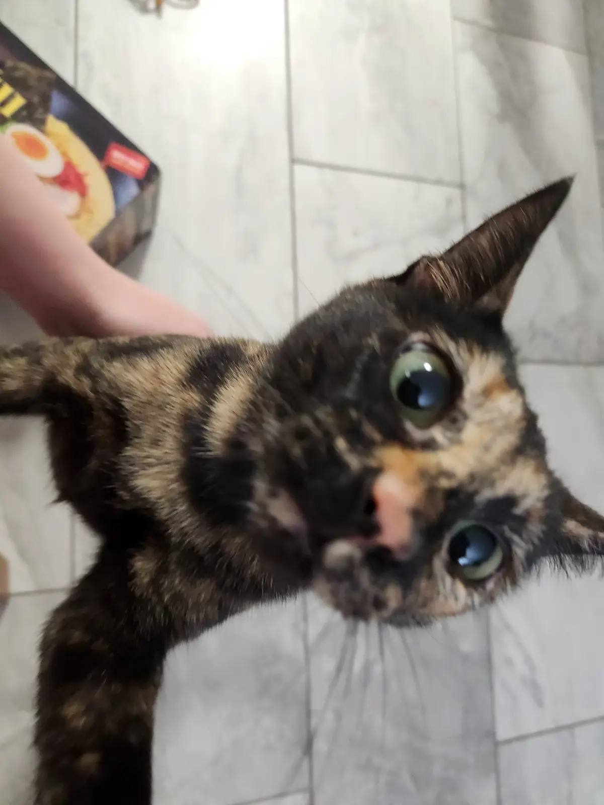A tortoiseshell cat with wide, pleading eyes looks up at the camera while a human hand holds a box of instant ramen noodles…