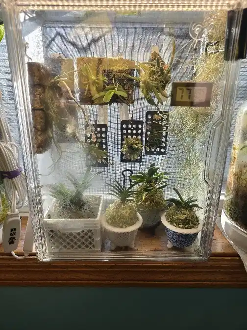 A clear glass terrarium filled with various small plants, moss, and decorative elements, with a digital thermometer…