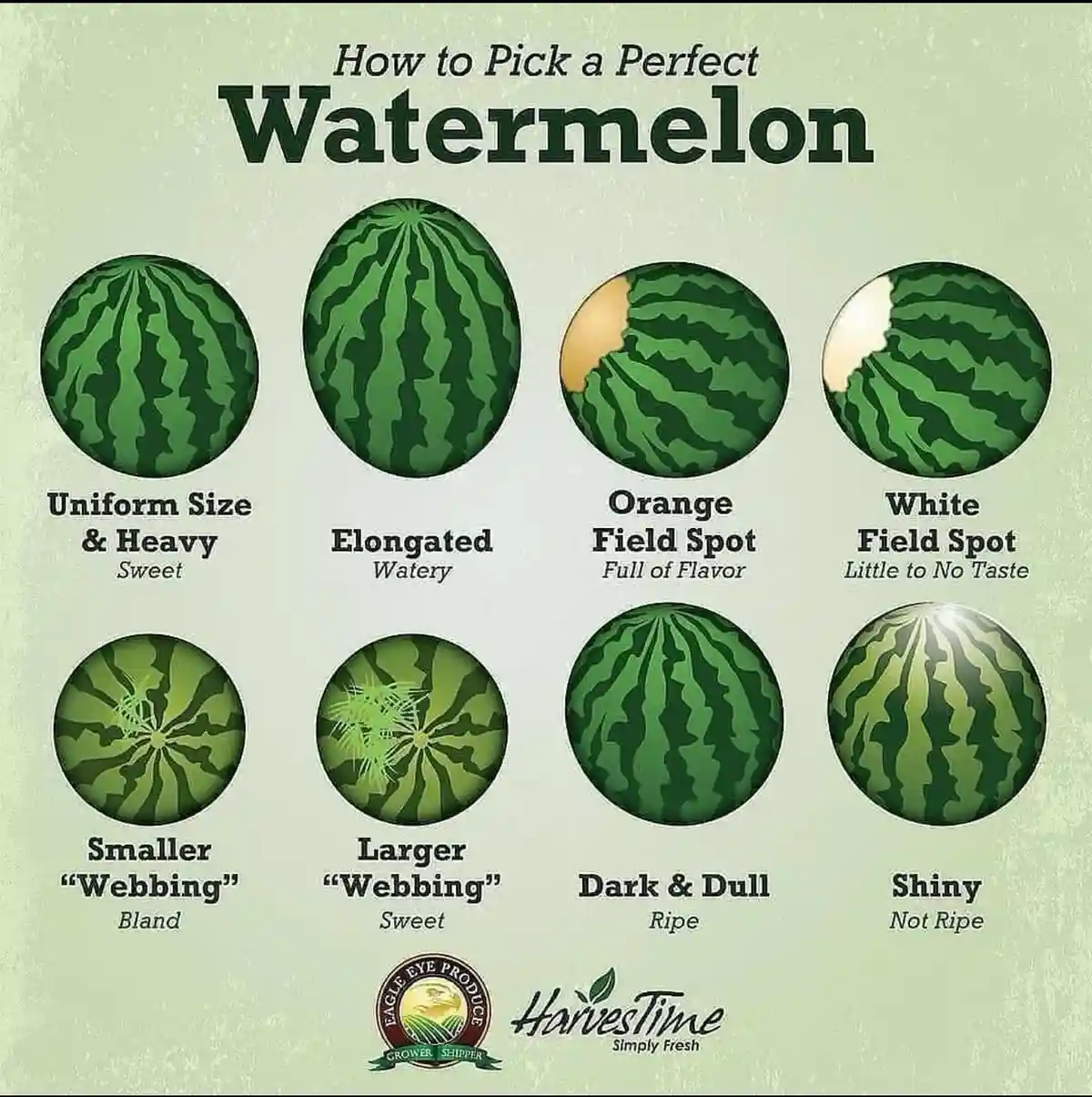 An infographic titled 'How to Pick a Perfect Watermelon' displays eight illustrated watermelons with text labels. Each…