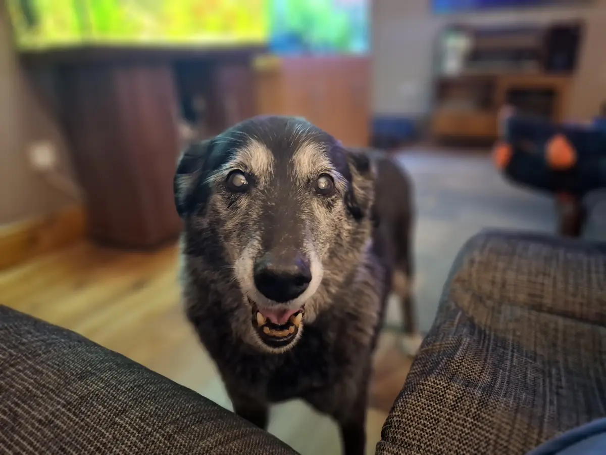 Celebrating Black Dog Friday