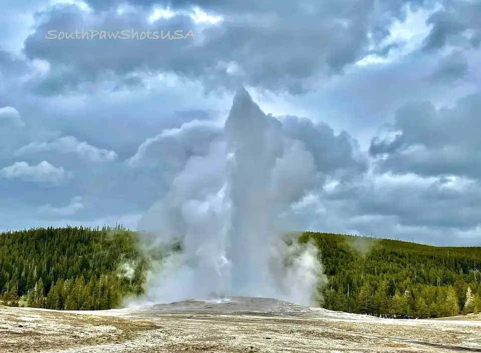A natural geyser erupts forcefully, shooting a tall plume of steam and water into a cloudy sky, with a forested hill in the…