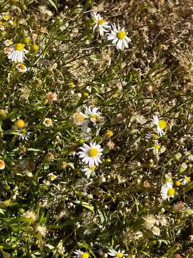 A close-up photo shows a bee hovering near a white daisy with a yellow center, surrounded by green grass and other daisies…