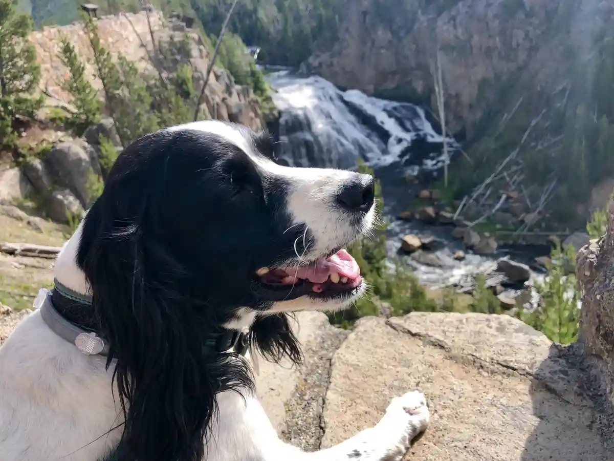 A black and white dog with long ears sits on a rocky overlook, eyes closed and tongue out, appearing blissfully content…