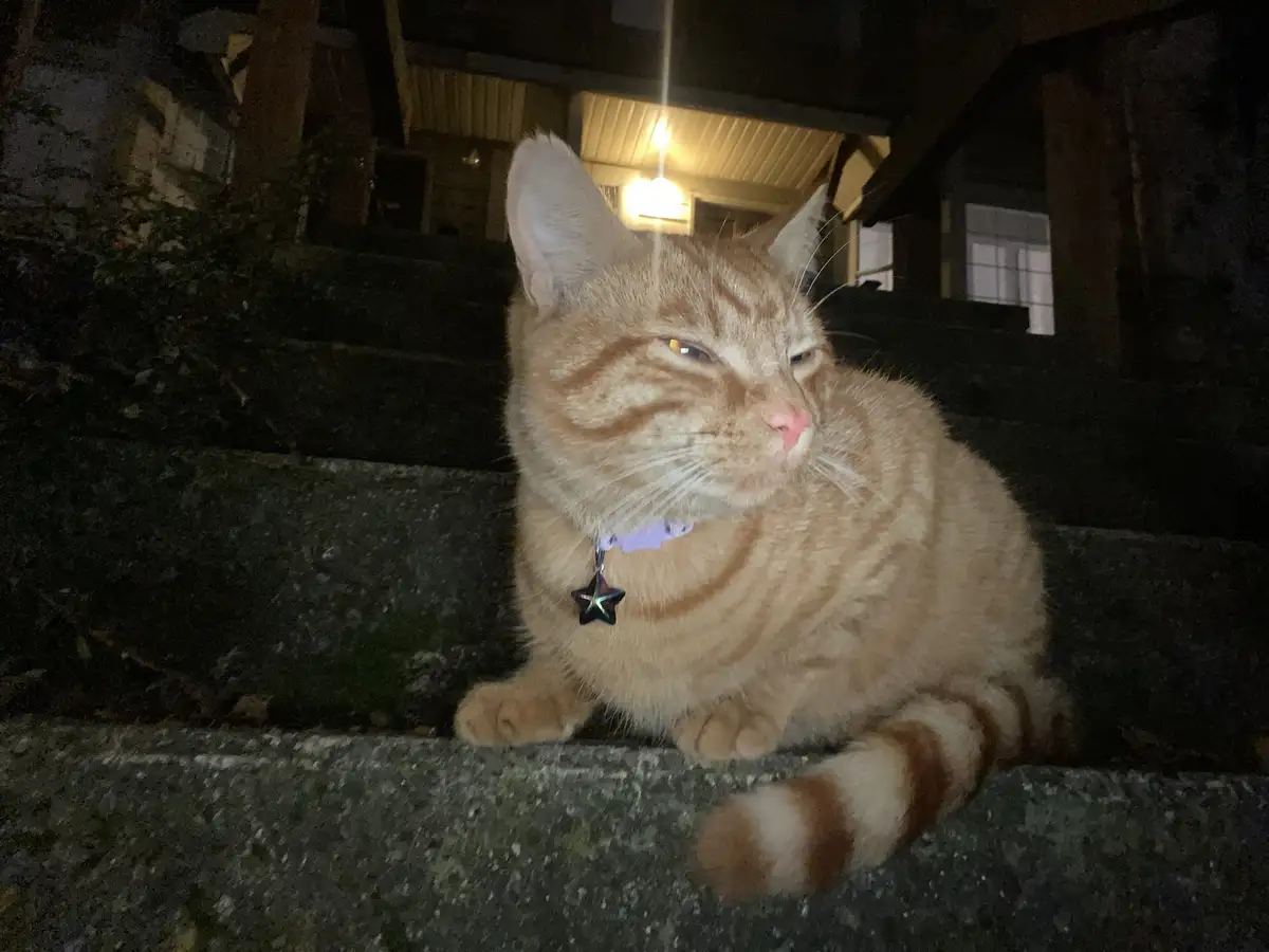 An orange tabby cat with a star-shaped tag on its collar sits on dark stone steps at night, looking away with half-closed…