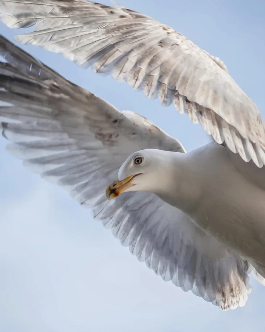 A close-up photograph of a seagull in mid-flight against a clear blue sky, its wings fully spread and its head turned…