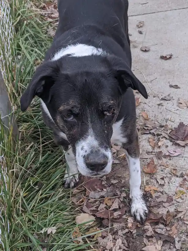 A black and white dog with a sad, pleading expression looks up at the camera from a grassy area next to a sidewalk scattered…