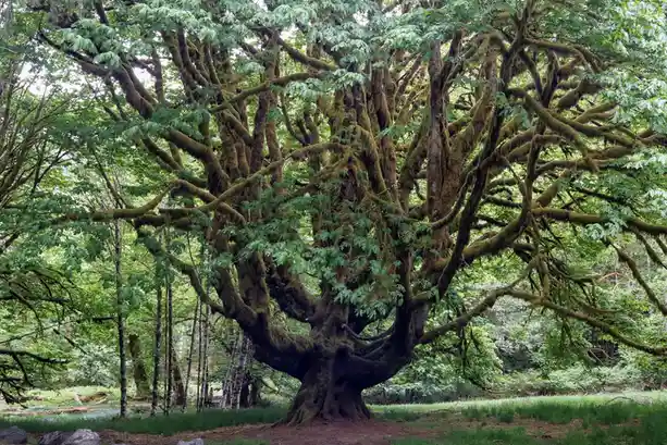 The Majestic Fairholme Tree: Nature's Beauty