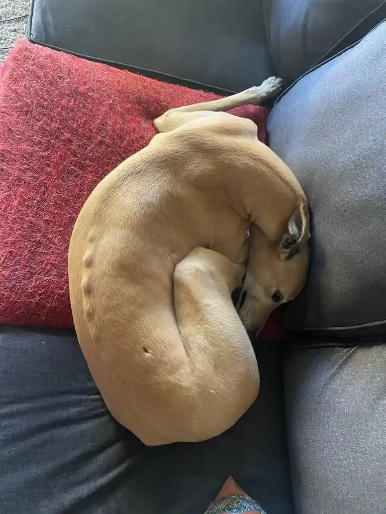 A tan dog is curled up in a tight ball on a dark gray couch, resting its head on a red textured blanket. The dog's body…