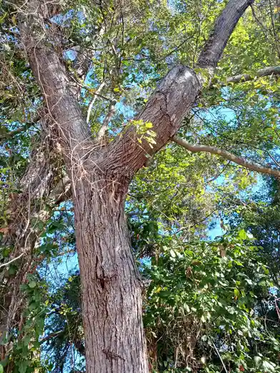 The Fascinating Story of an Interesting Tree