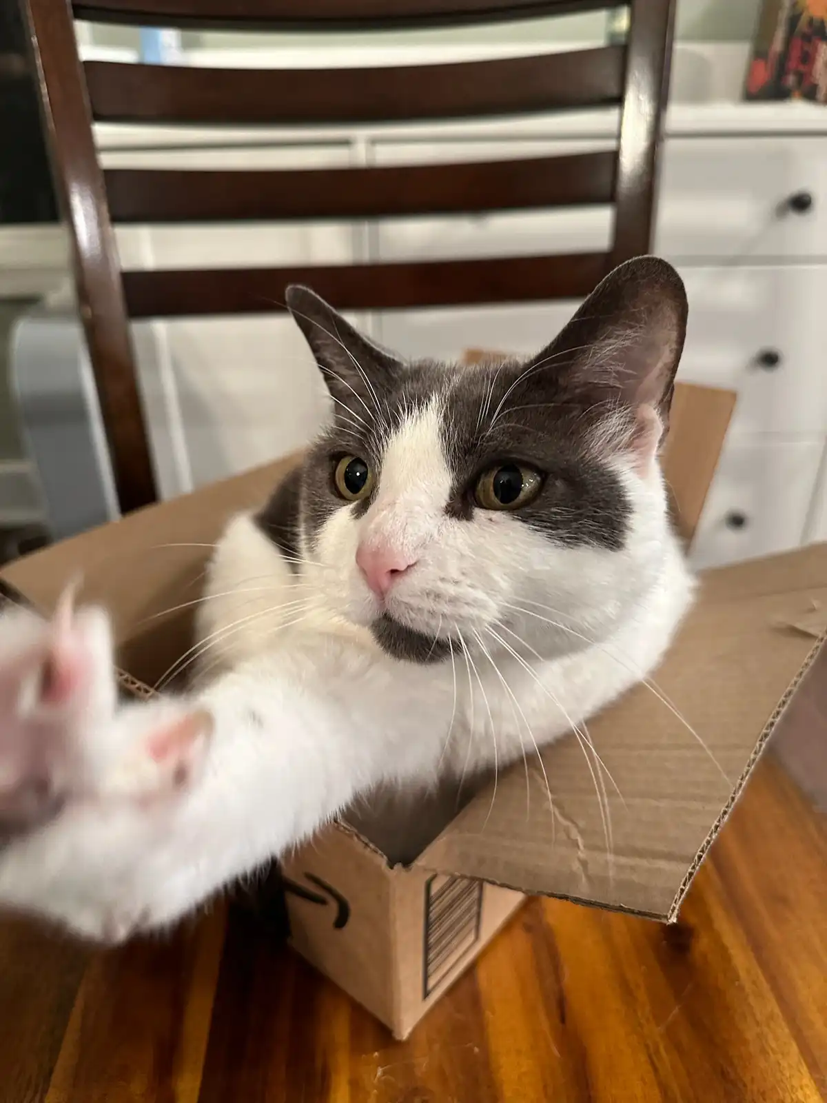 A gray and white domestic cat sits inside an open cardboard box, looking directly at the camera with wide, expressive eyes…