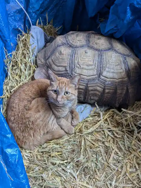 An orange tabby cat sits calmly on straw bedding next to a large tortoise, both under a blue tarp. The cat stares directly…