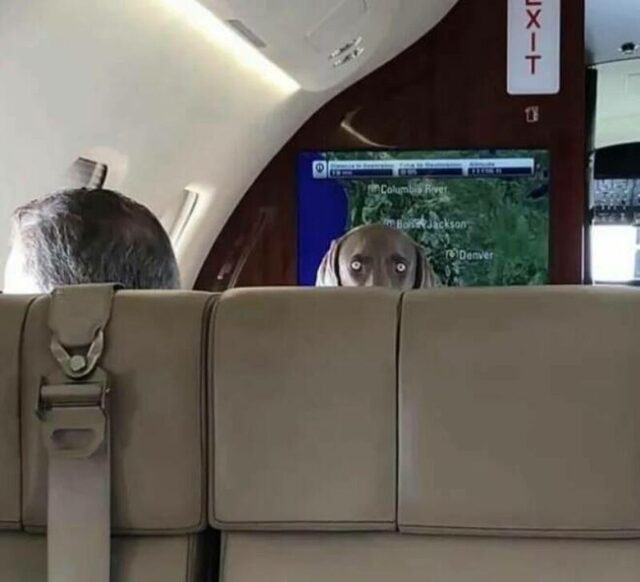 A dog with wide, pleading eyes peeks over the back of a beige airplane seat, looking at a GPS screen that displays 'i'm…