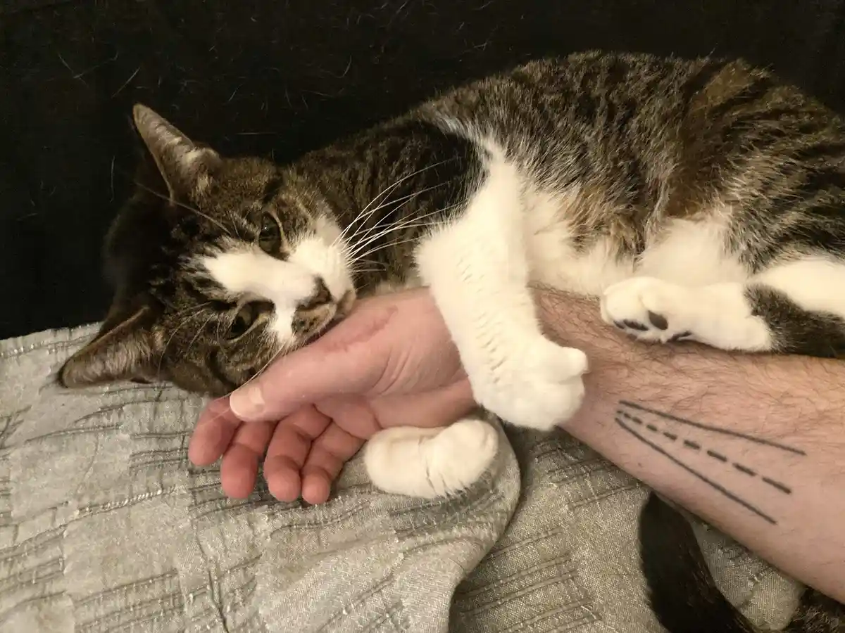 A tabby and white cat is lying on a person's arm, which has a road tattoo on the forearm. The cat's head is resting on the…