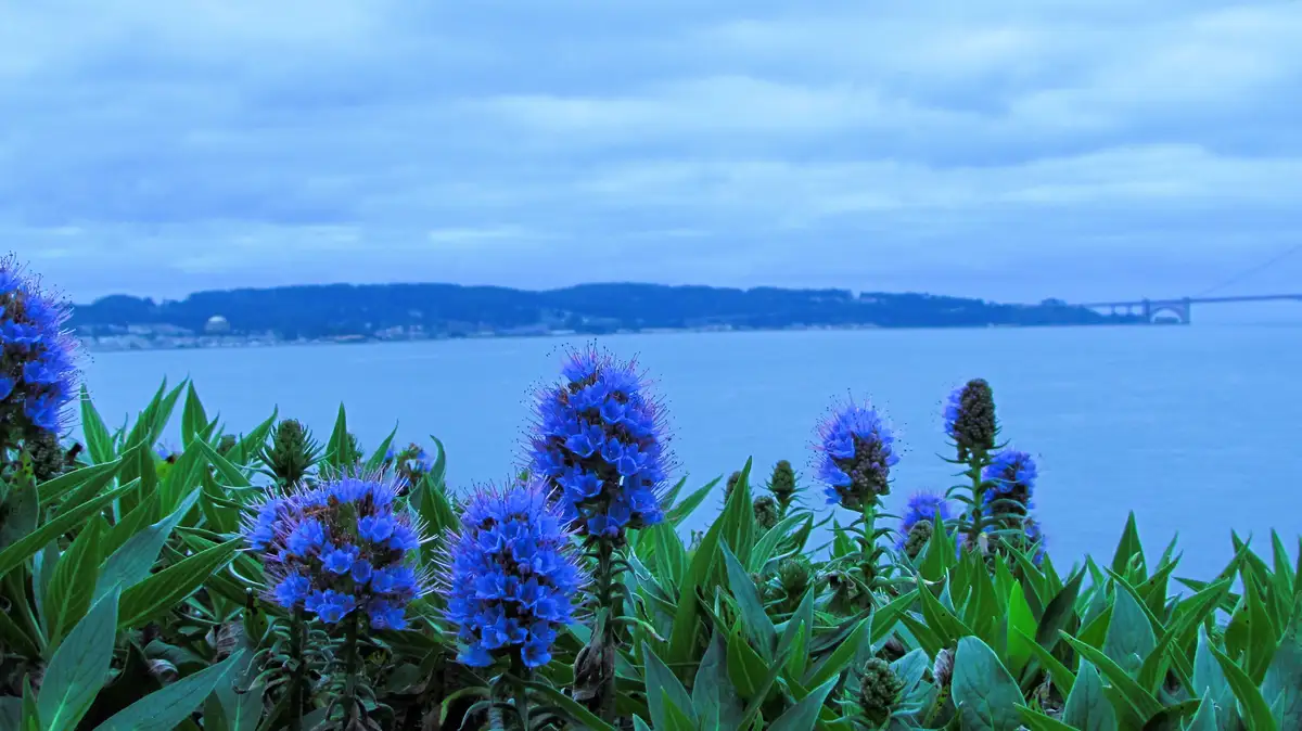 A serene landscape photo featuring vibrant blue flowers in the foreground with a body of water and distant hills under a…