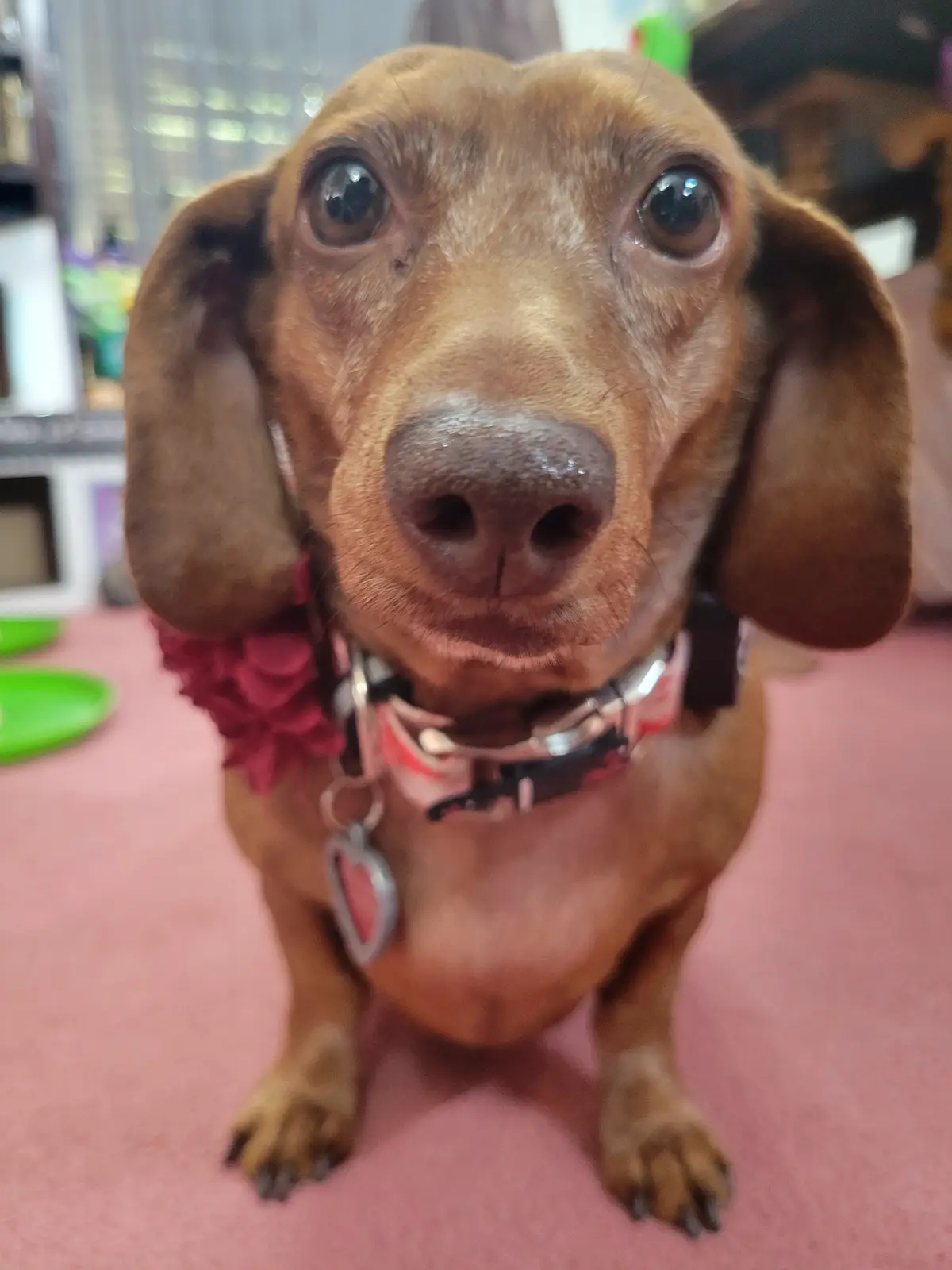 A close-up photo of a brown dachshund with large, expressive eyes looking directly at the camera, wearing a red flower…