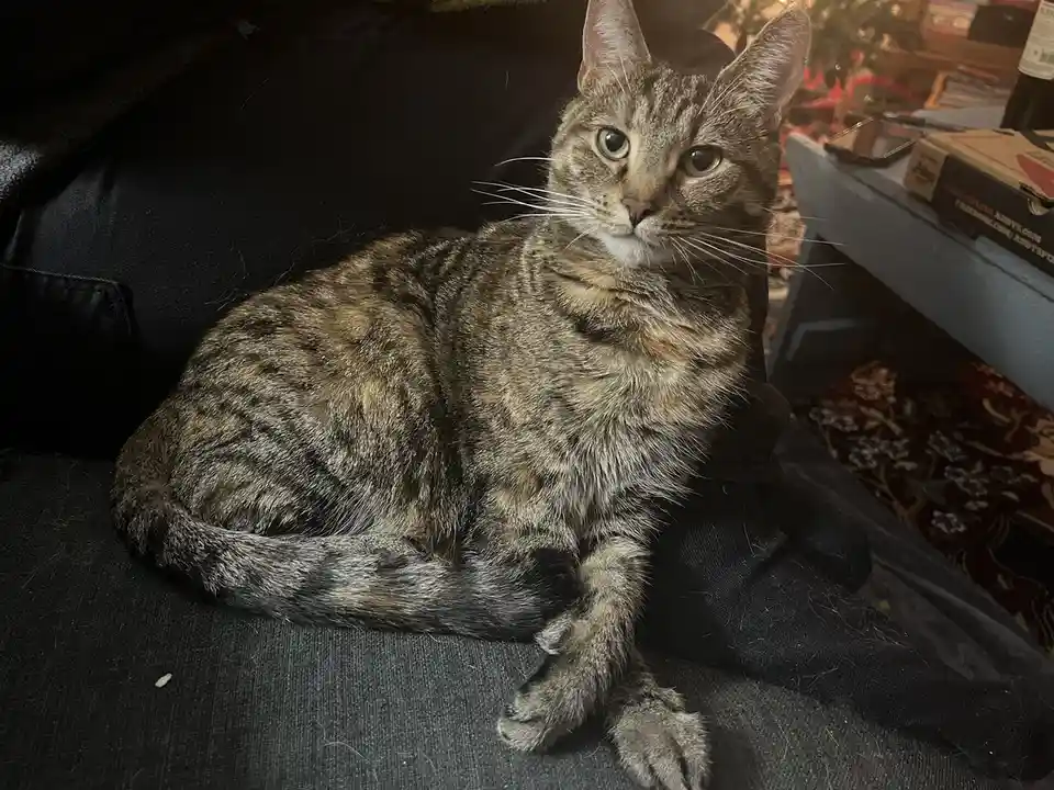 A tabby cat with green eyes sits calmly on a dark couch, looking directly at the camera with a relaxed but slightly…