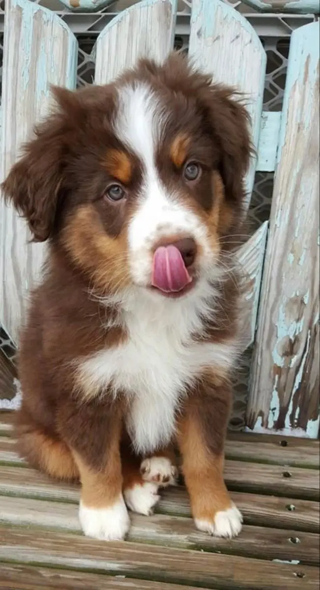 a fluffy brown and white puppy with a white blaze on its face sits on a weathered wooden bench, licking its nose. The puppy…