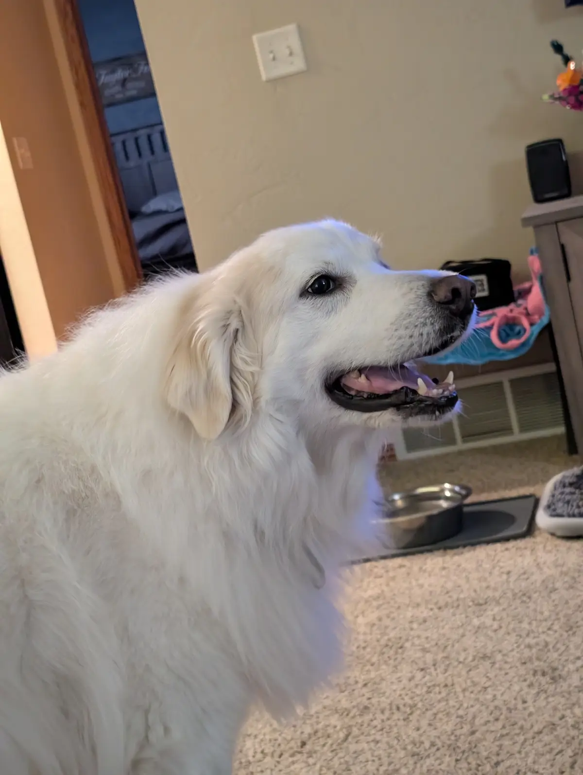 A fluffy white dog with a happy, slightly open-mouthed expression sits indoors on carpet, looking off to the side. In the…