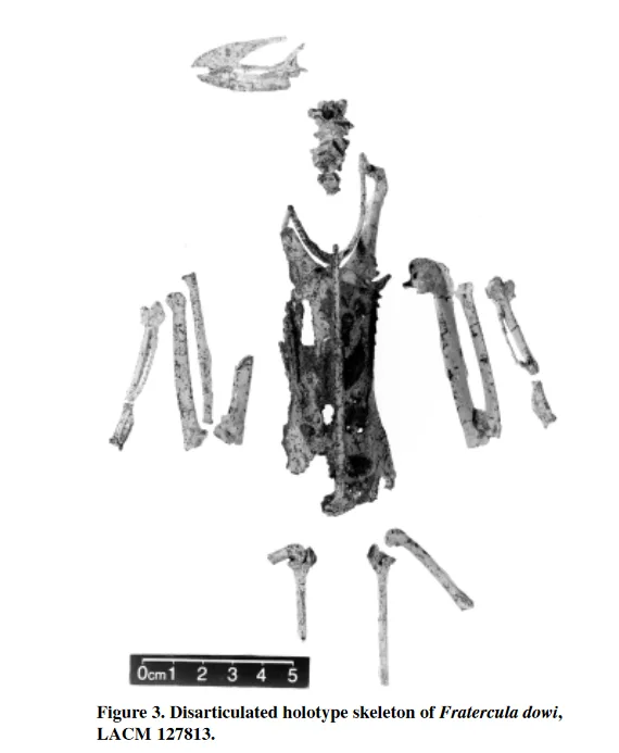 A black-and-white scientific image displays a scattered, disarticulated bird skeleton labeled as the holotype of Fratercula…